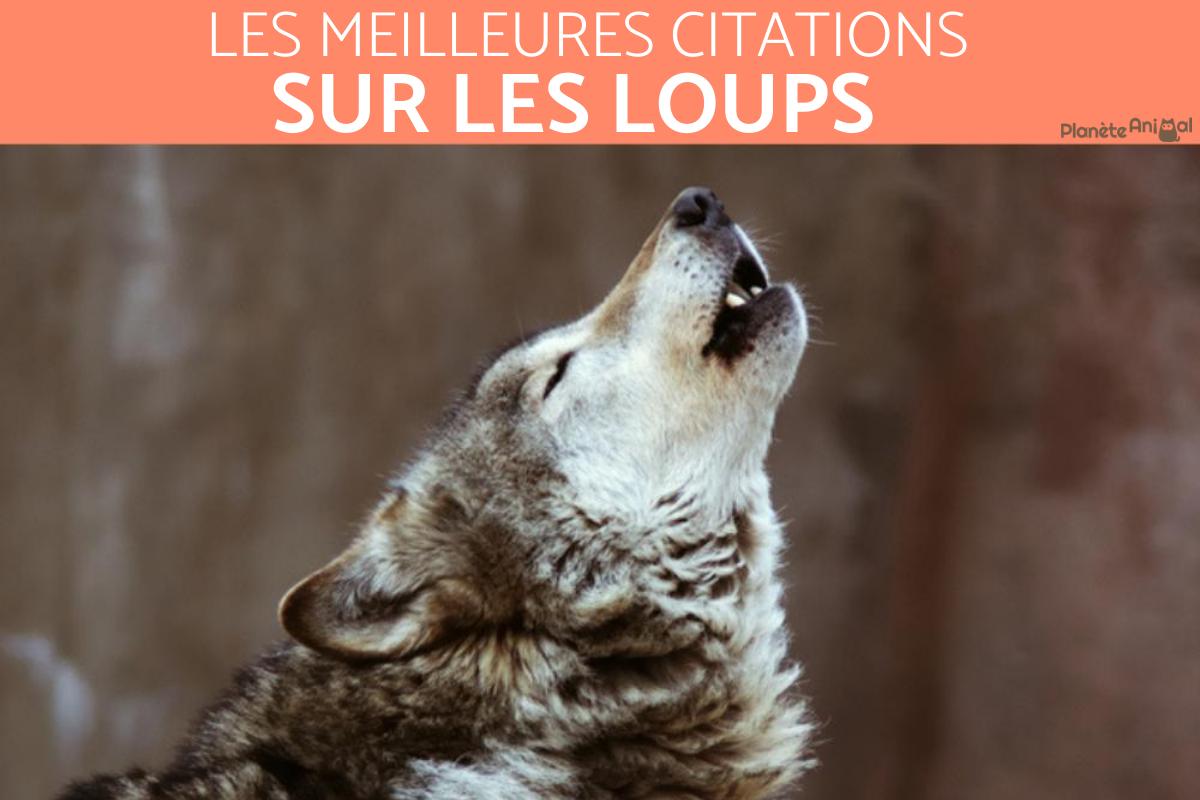 Citations sur le loup