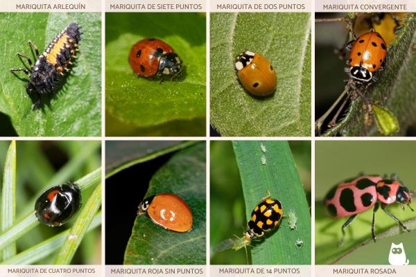 Les coccinelles sont-elles dangereuses ? - Coccinelles venimeuses