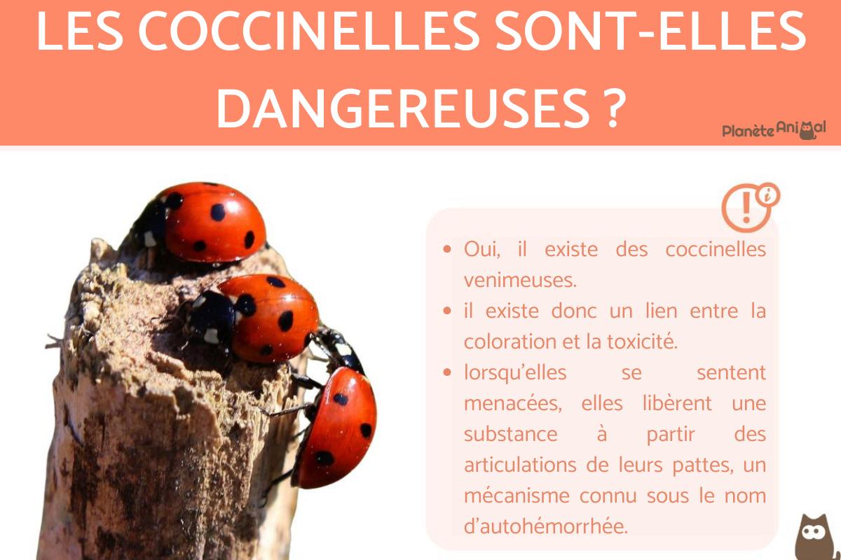 Les coccinelles sont-elles dangereuses ?