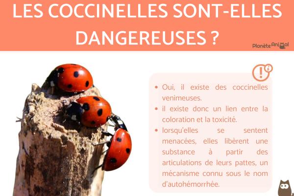 Les coccinelles sont-elles dangereuses ?