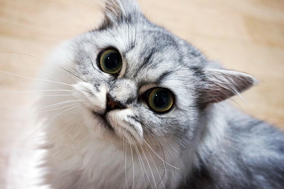 Mon chat fait du bruit en respirant - Causes et risques