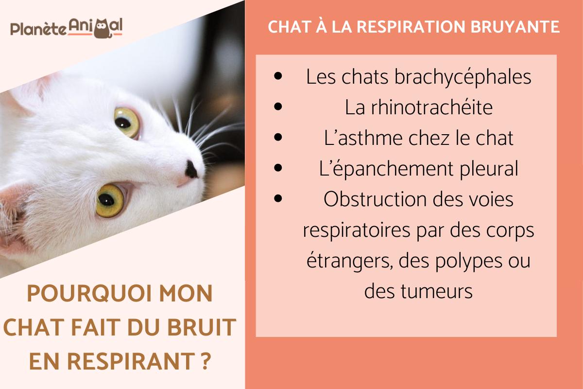 Mon chat fait du bruit en respirant - Causes et risques
