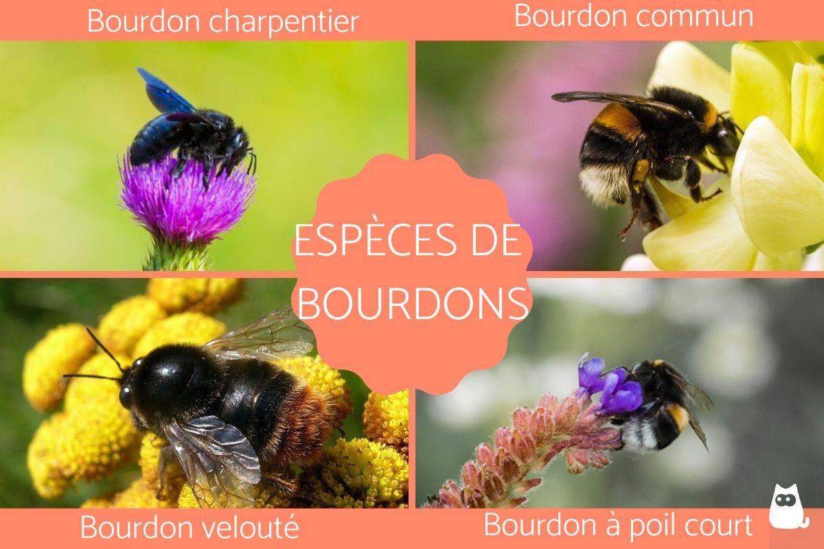 Quelles sont les espèces de bourdons