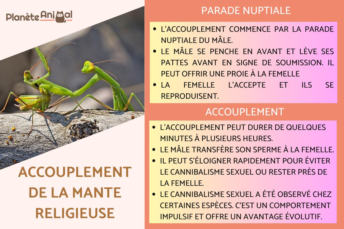 Accouplement de la mante religieuse