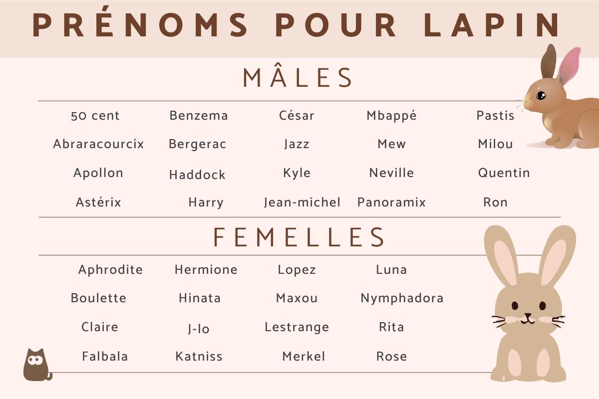 Prénom pour lapin - Mâle, femelle et lapin nain