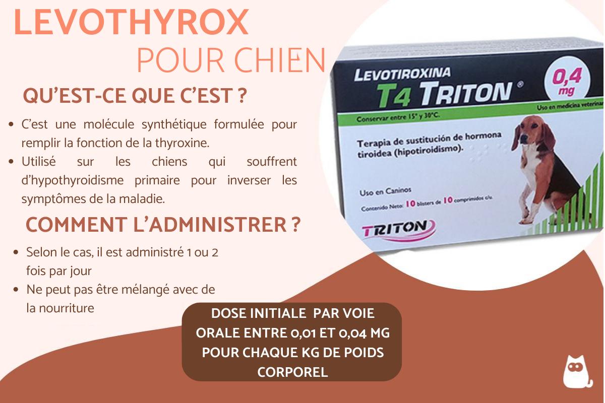 Levothyrox pour chien - posologie et effets secondaires