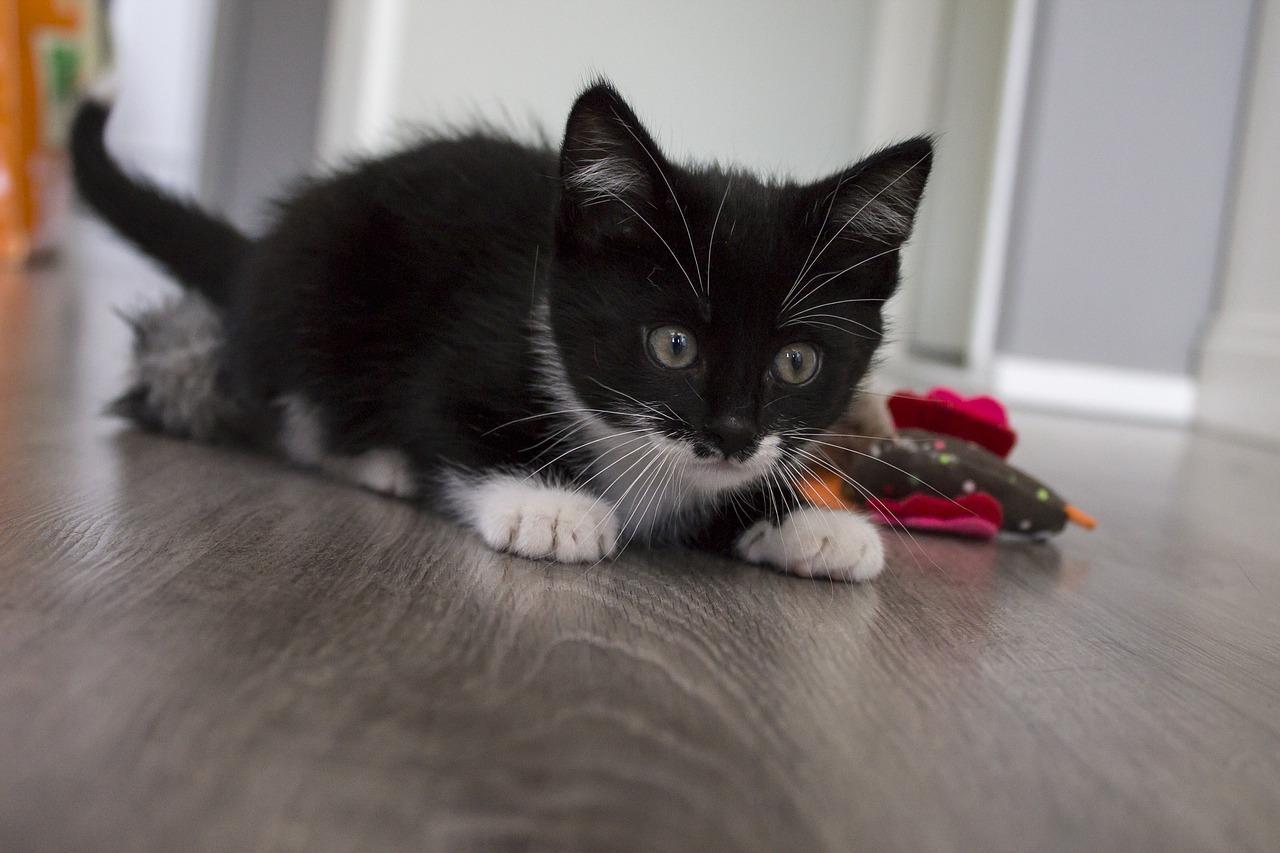Chat hyperactif Symptômes, comment le calmer