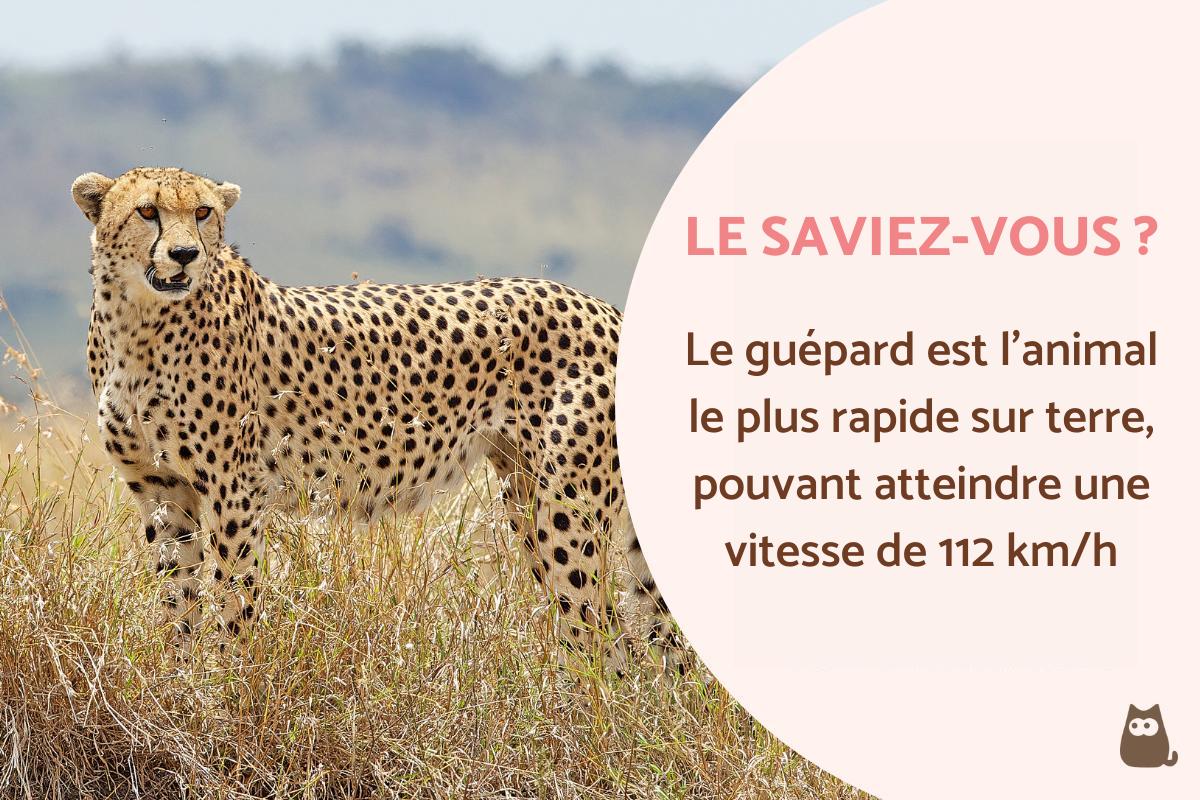 Guépard : caractéristiques, alimentation, habitat