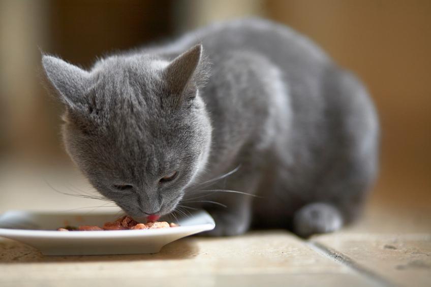 Le miel estil toxique pour les chats