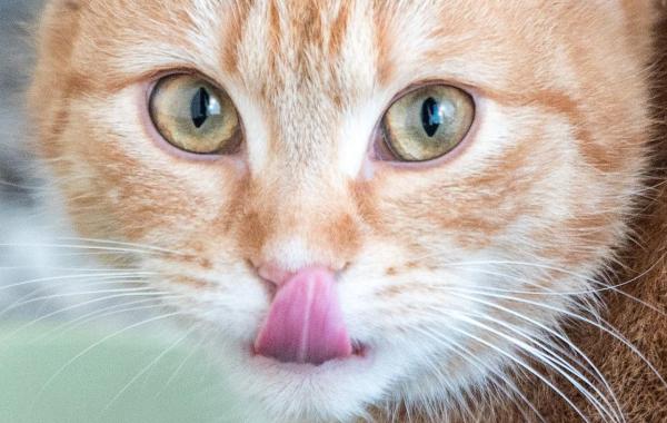 Le miel est-il toxique pour les chats ?