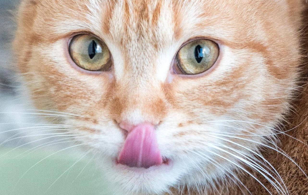 Le miel estil toxique pour les chats