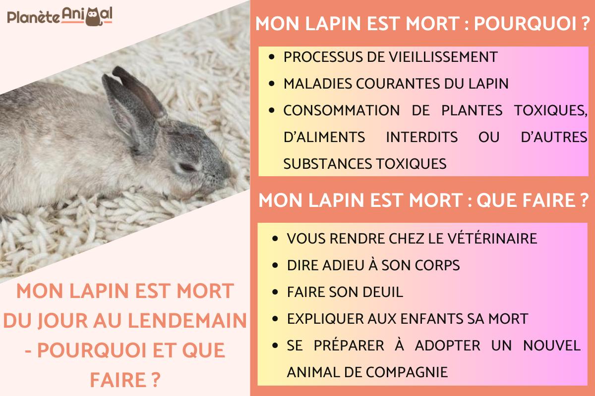 Mon lapin est mort du jour au lendemain - Pourquoi et que faire ?