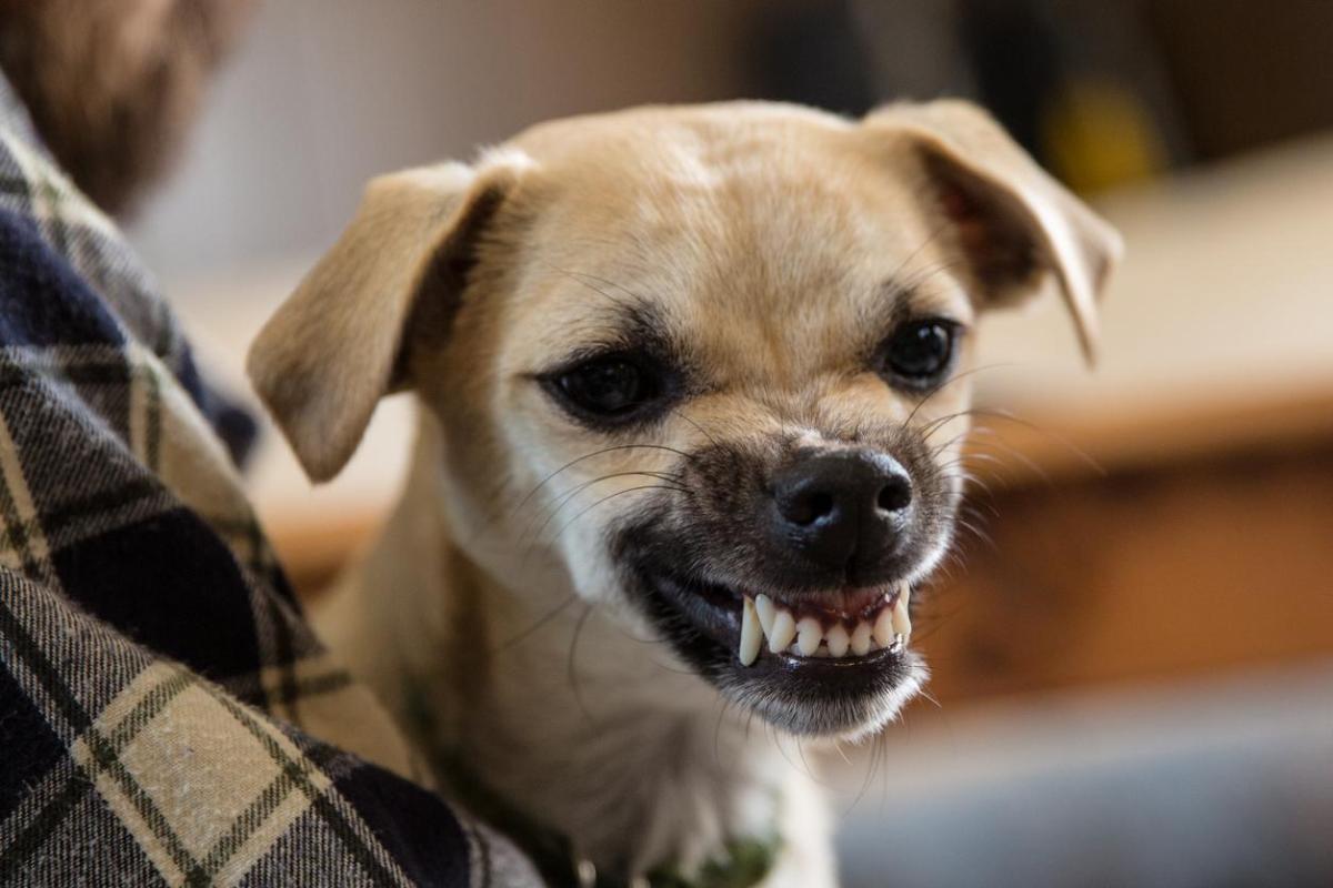 Comment savoir si mon chien ne m'aime pas ?