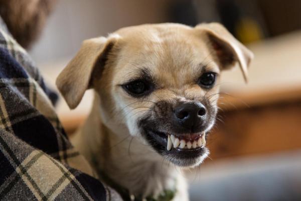 Comment savoir si mon chien ne m'aime pas ?
