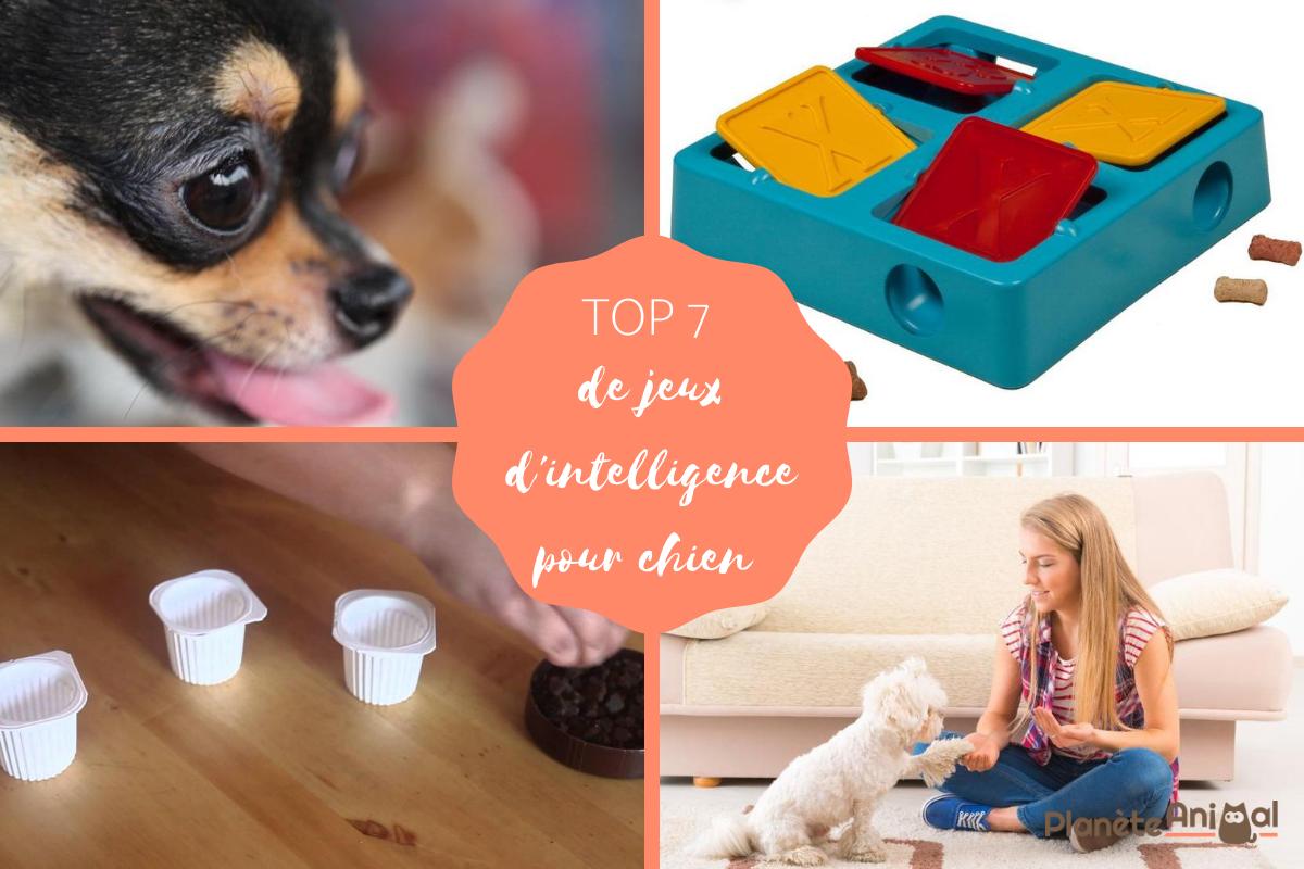TOP 7 de jeux d'intelligence pour chien