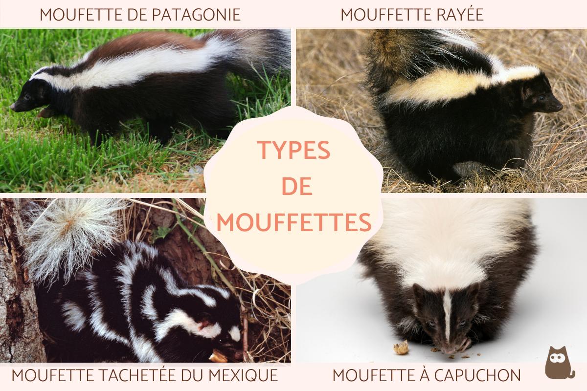 Types de mouffettes