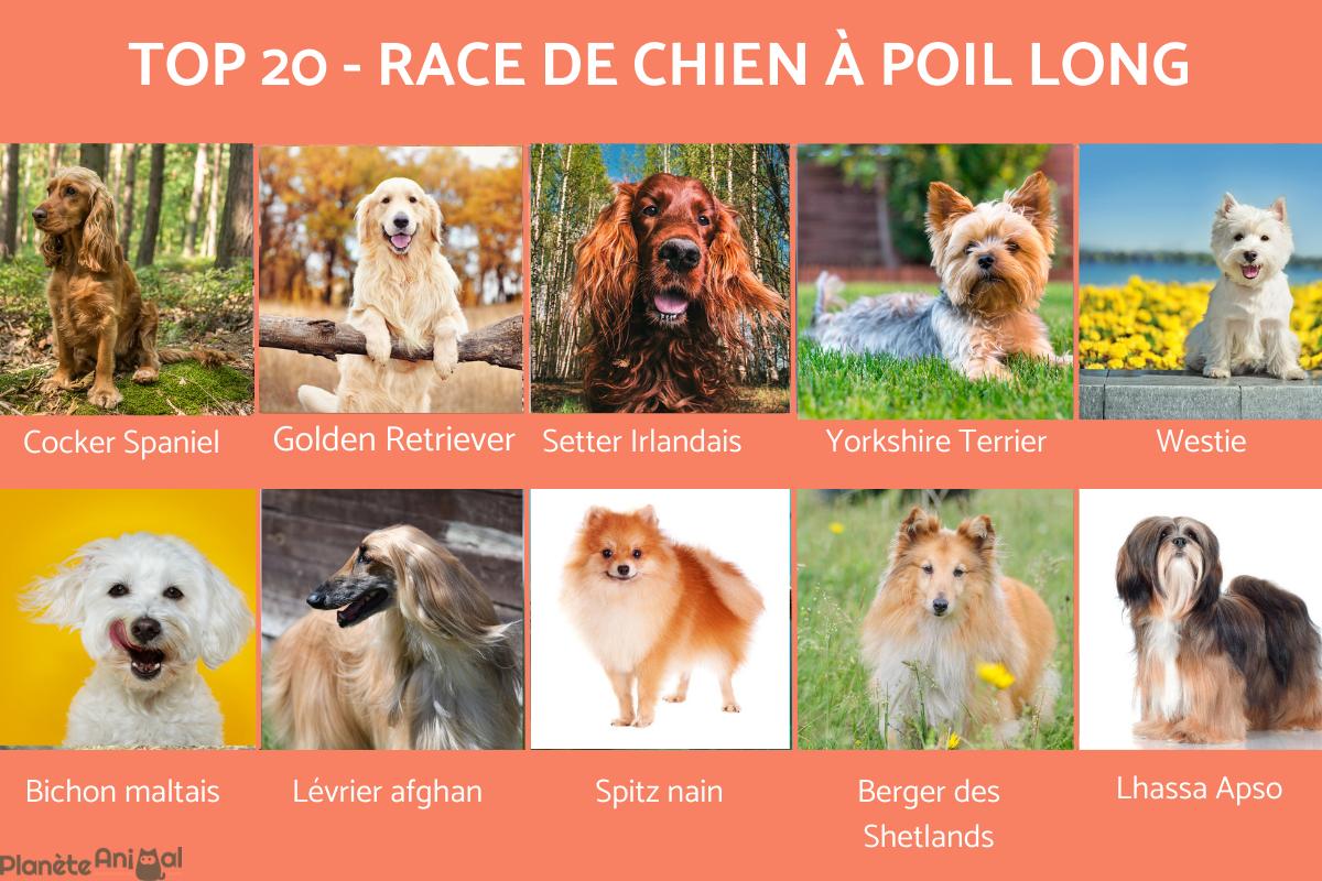 20 races de chiens à poil long