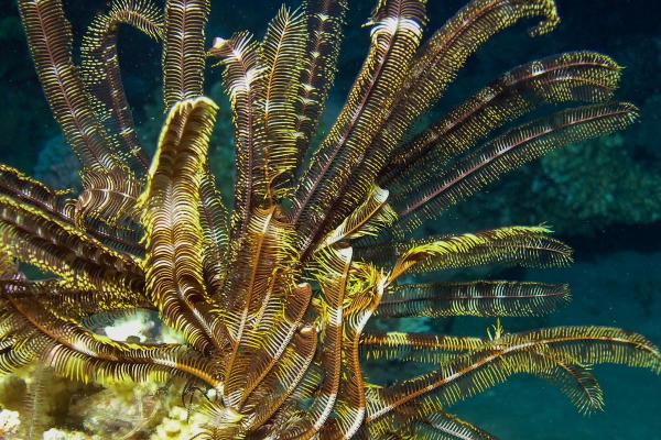 Crinoïdes - Lys de mer - Caractéristiques des crinoïdes