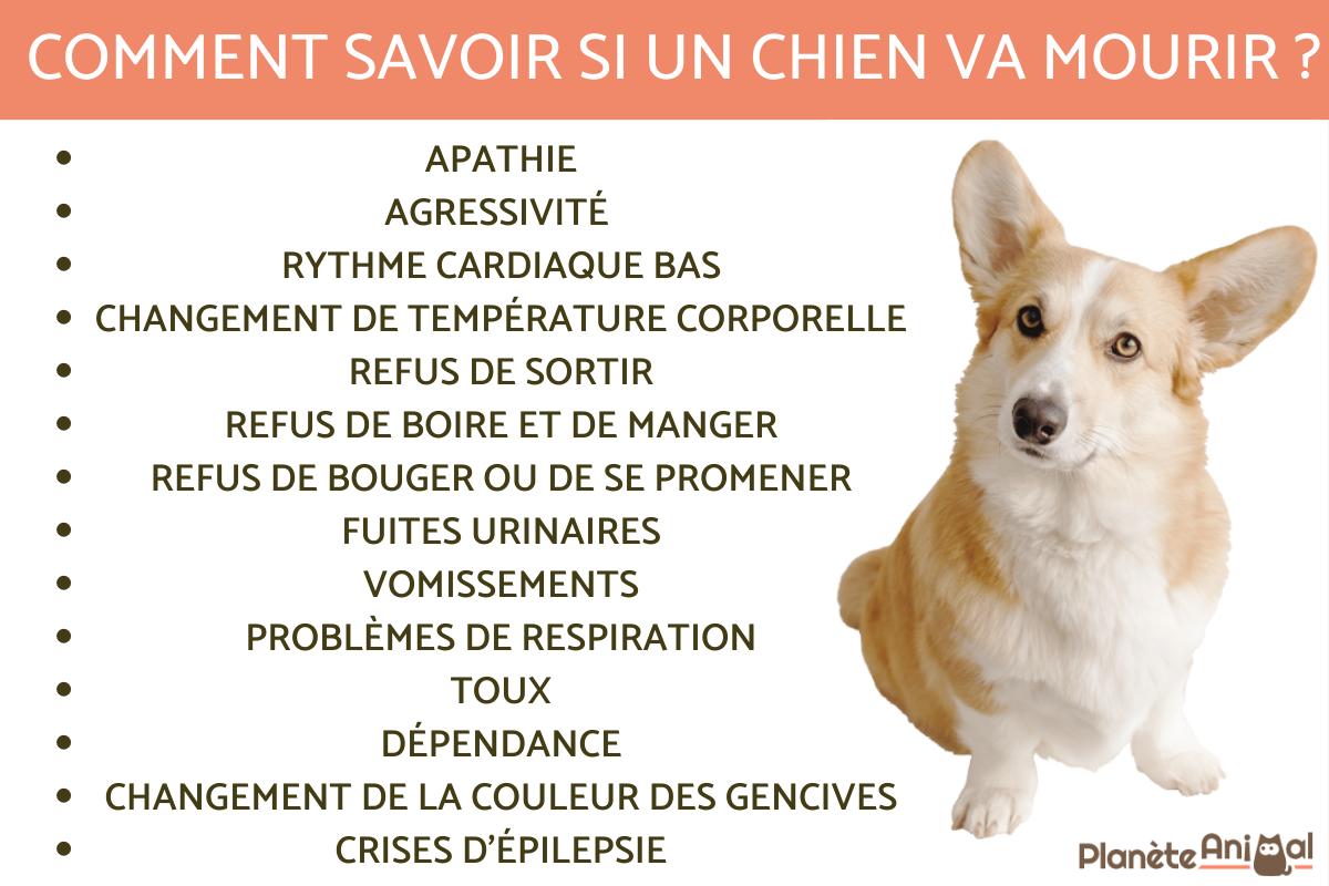 Comment savoir si un chien va mourir ?