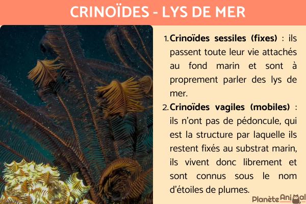 Crinoïdes - Lys de mer