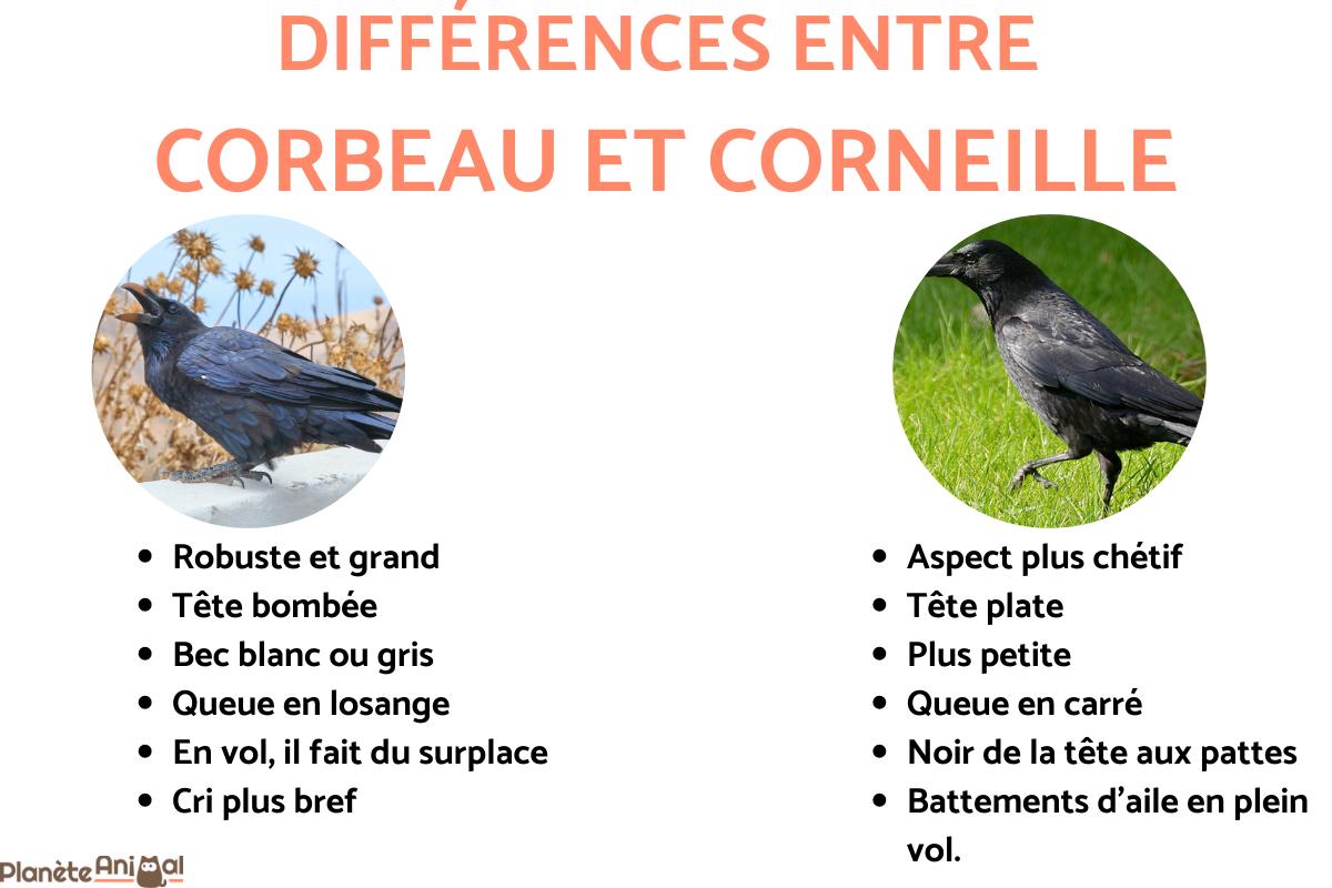 Différence entre corbeille et corbeau