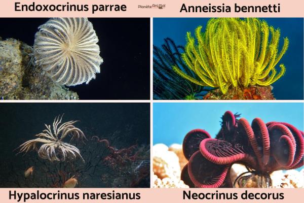 Crinoïdes - Lys de mer - Exemples de crinoïdes
