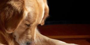 Lettre d'une chienne adoptée à sa maîtresse