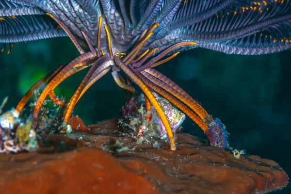 Crinoïdes - Lys de mer - Où vivent les crinoïdes ?