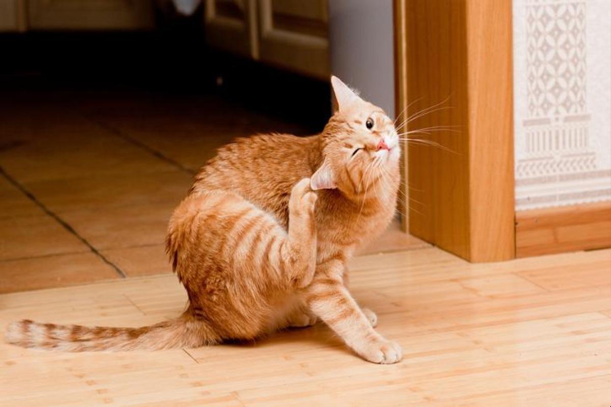 Credelio pour chat - Prix, posologie et effets secondaires