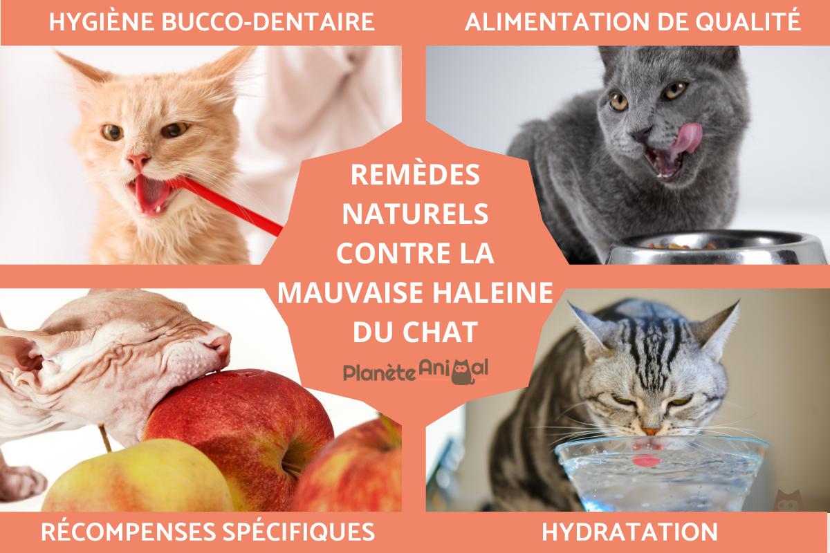 Remèdes naturels contre la mauvaise haleine du chat