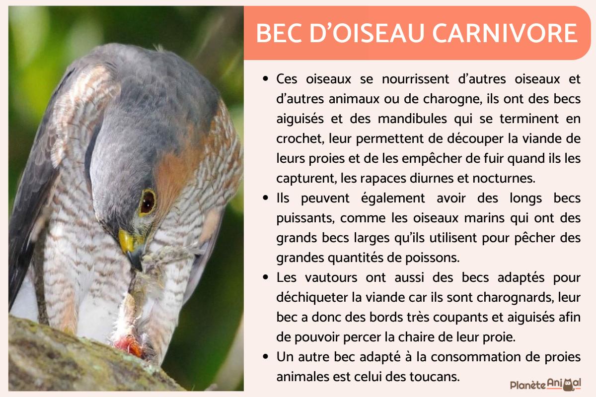 Bec d'oiseau TYPES et FORMES À quoi serventils — free download
