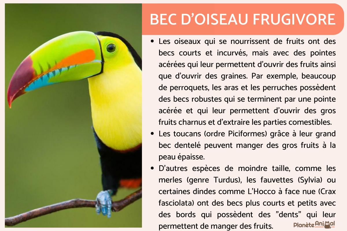 Bec d'oiseau TYPES et FORMES À quoi serventils — free download