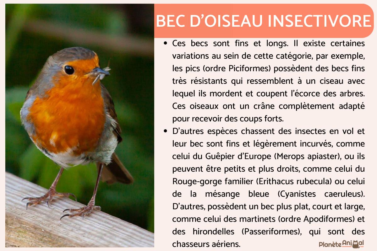 Bec d'oiseau - TYPES et FORMES - À quoi servent-ils