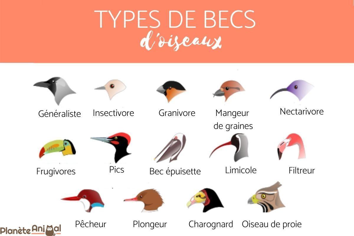 Bec d'oiseau - Types et formes