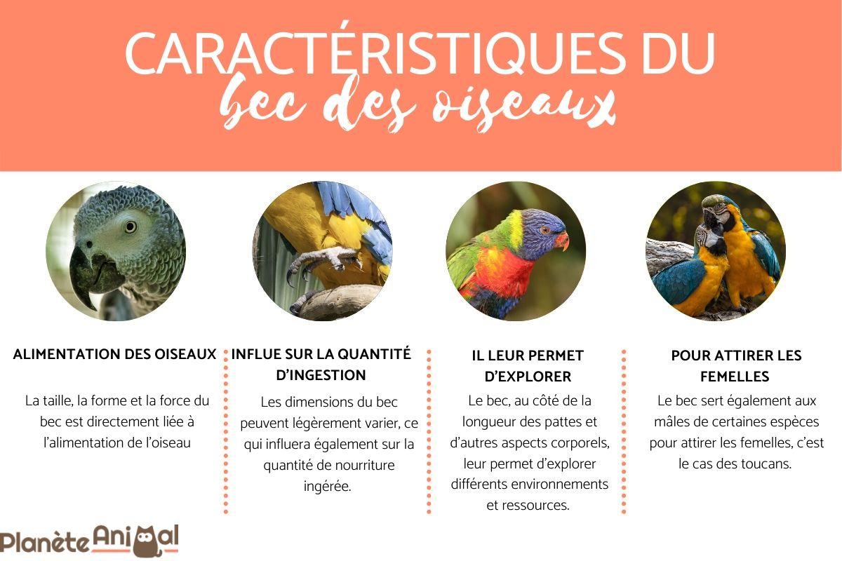 Bec d'oiseau TYPES et FORMES À quoi serventils — free download
