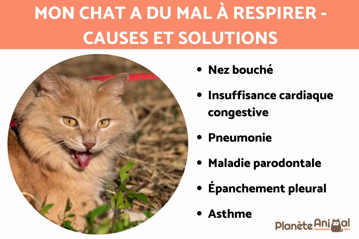 Mon chat a du mal à respirer - Causes et solutions