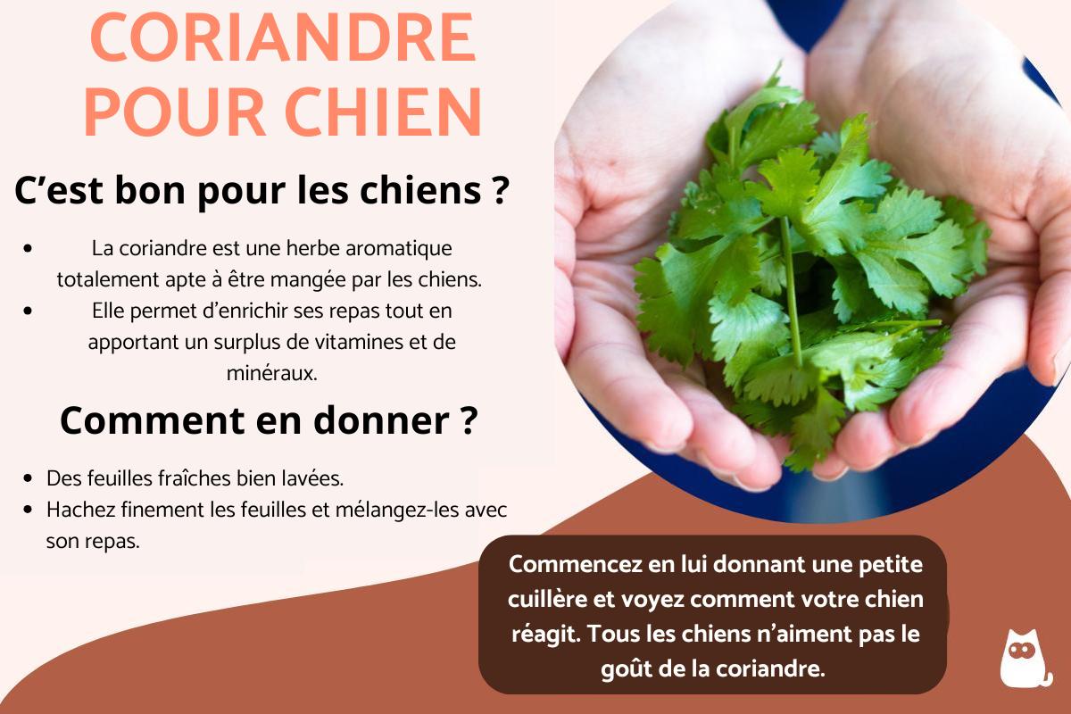 Mon chien peut-il manger de la coriandre ?