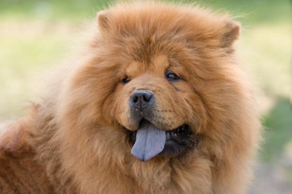 Noms pour chiens chow-chow mâles et femelles