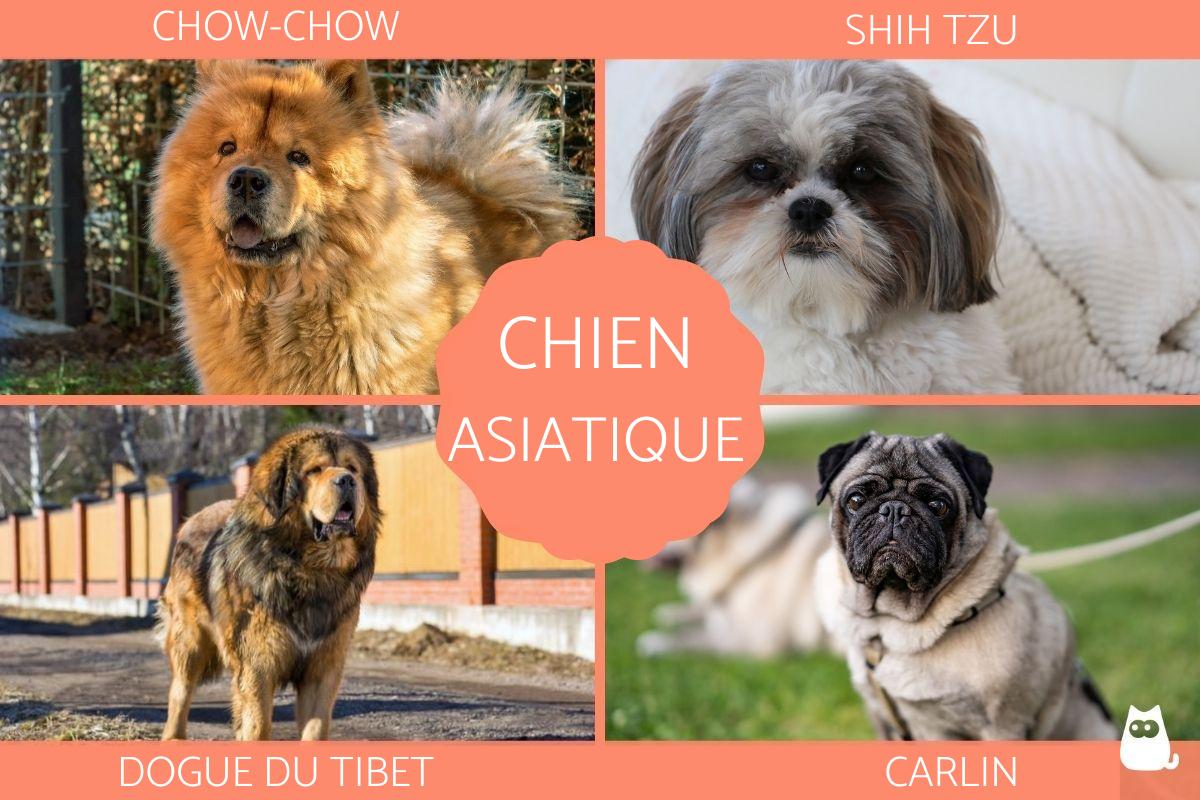 Chien asiatique - Races et photos