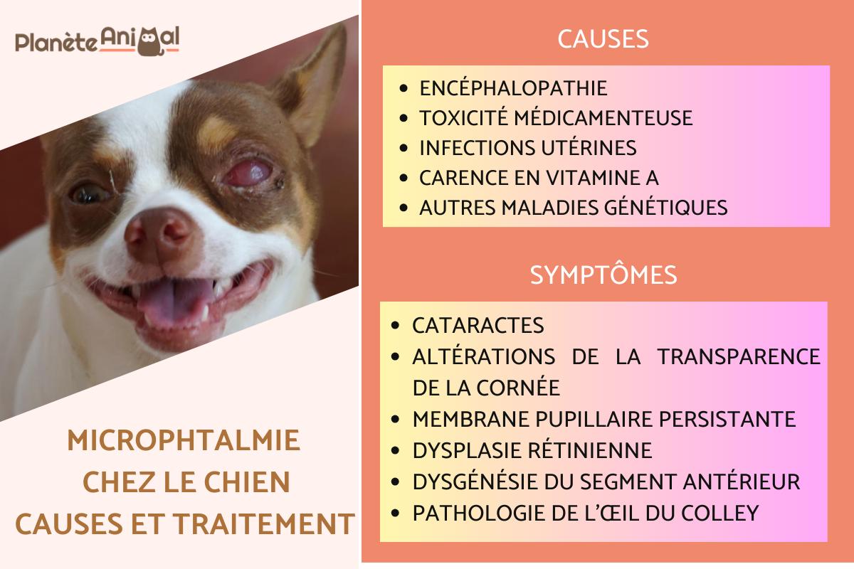 Microphtalmie chez le chien - Causes, symptômes et traitement