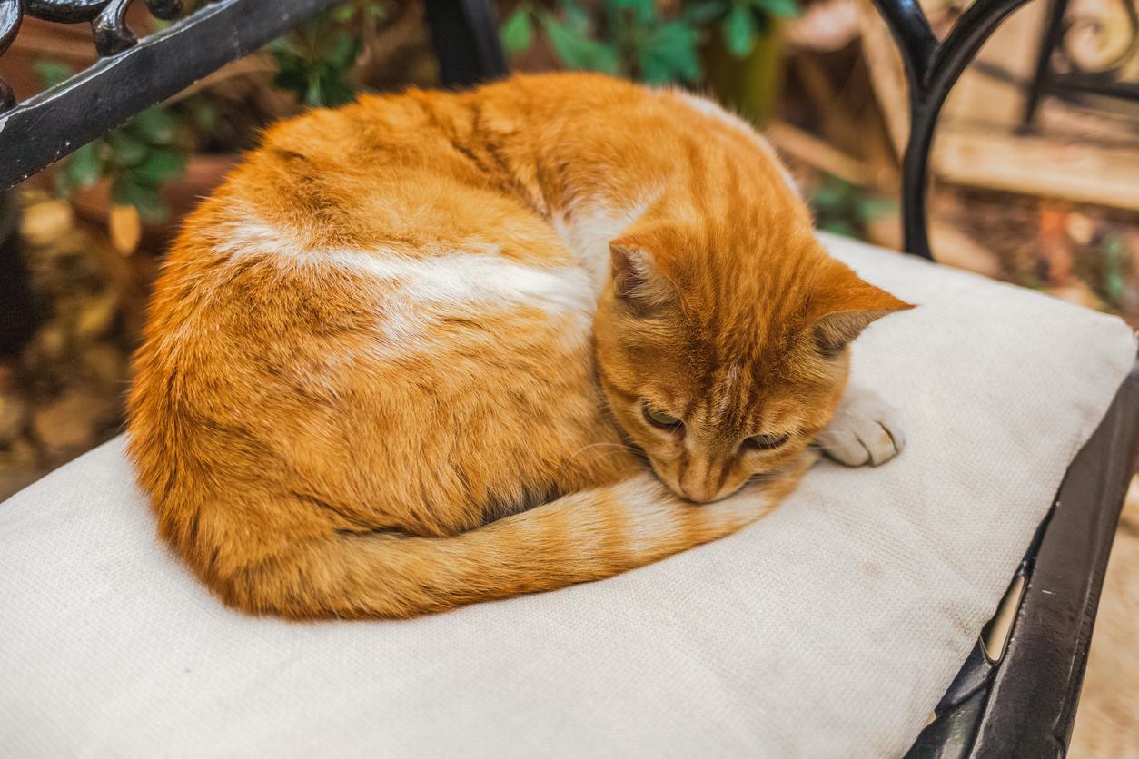 Pourquoi les chats n'aiment pas qu'on leur touche la queue