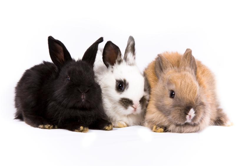 Des idées de noms de lapins