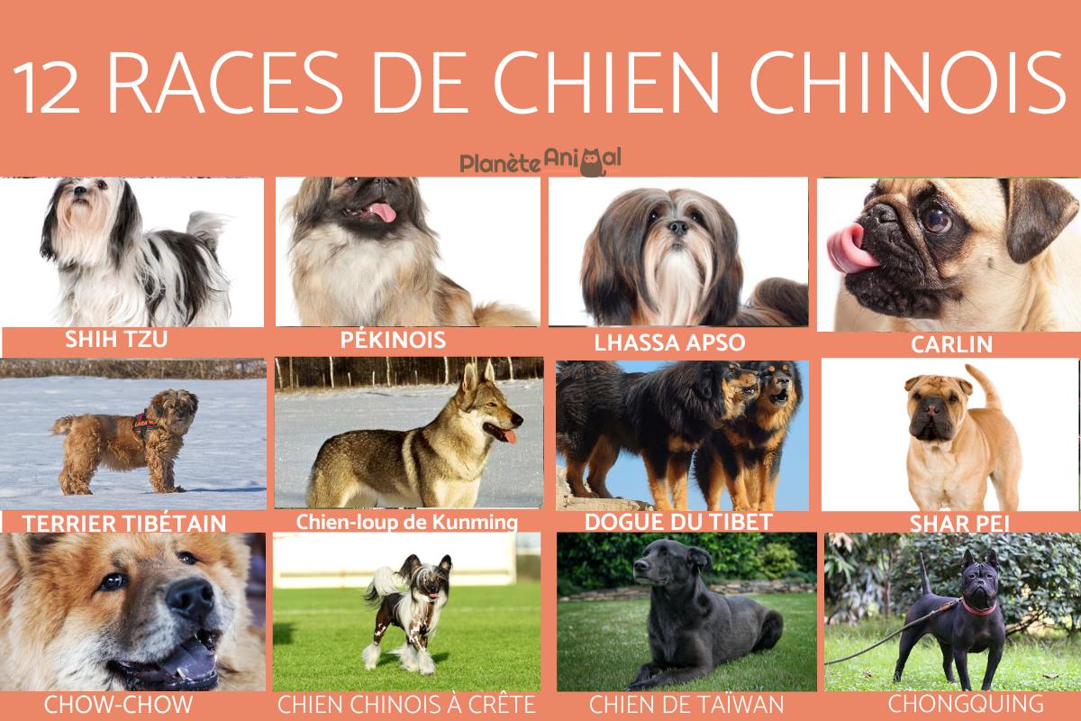 Race de chien chinois