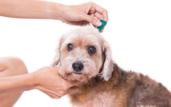 Vaccin de la leishmaniose chez le chien - La leishmaniose chez le chien - Prévention