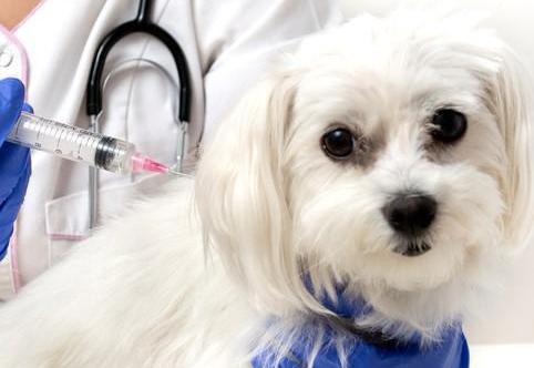 Vaccin de la leishmaniose chez le chien