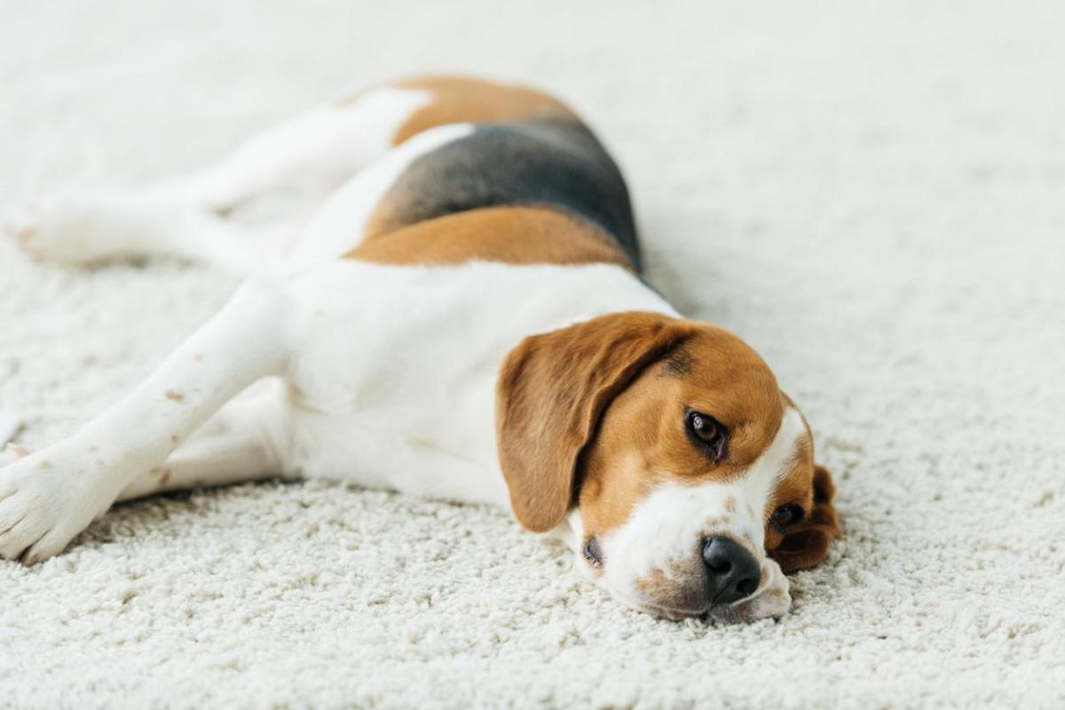 Comment apprendre à son chien à faire le mort ?