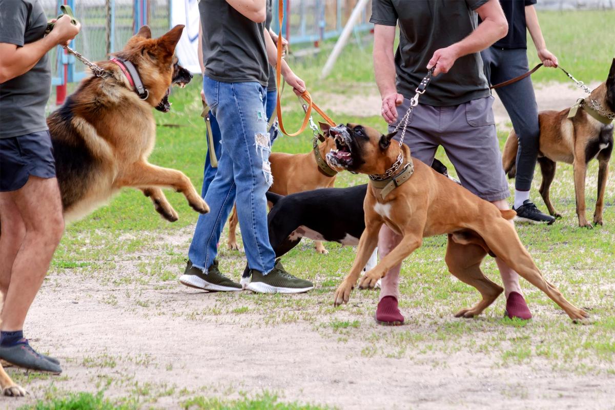 Que faire si mon chien se fait attaquer ?