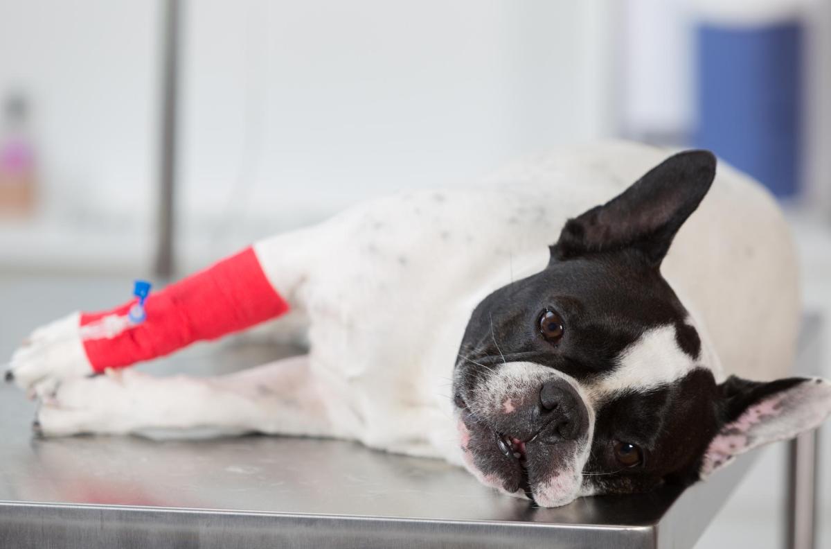 Hypocalcémie chez le chien - Symptômes, causes et traitement