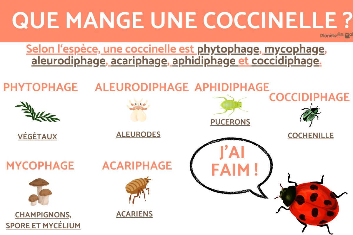 Que mange une coccinelle ? - Alimentation de la coccinelle