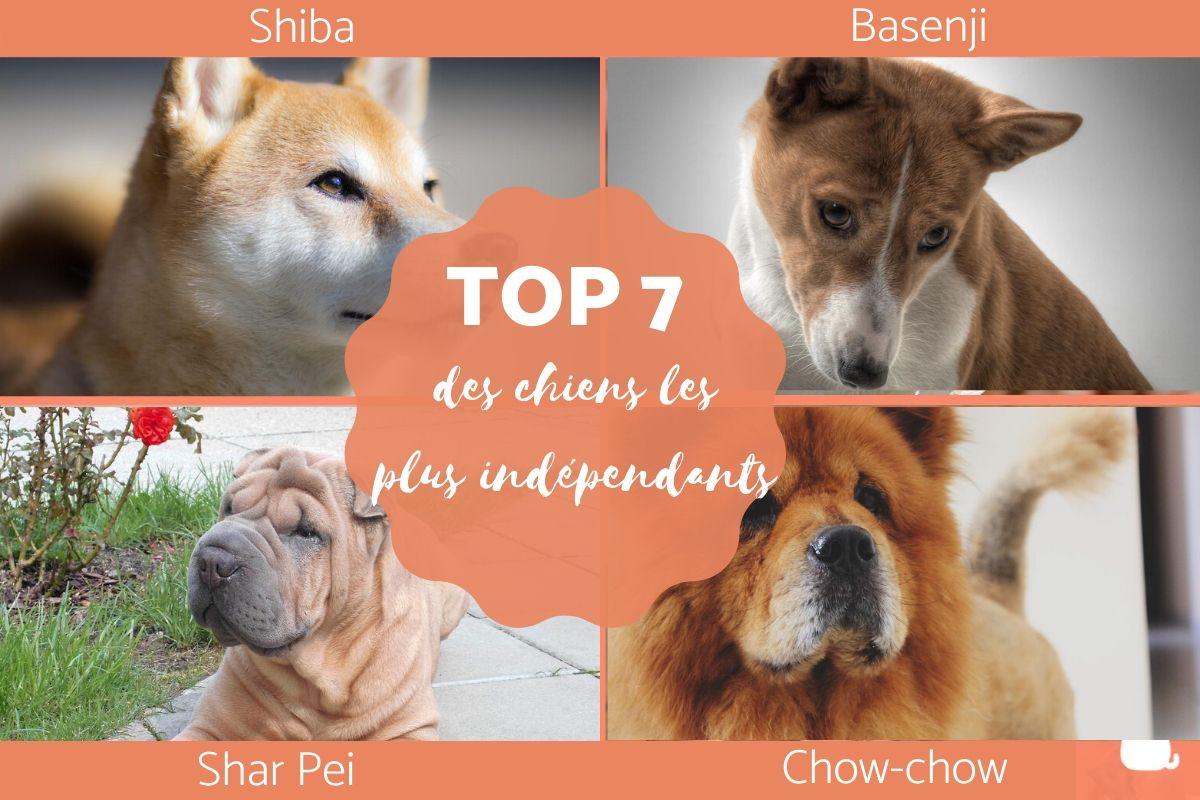 Quelles sont les races de chiens les plus indépendantes ?